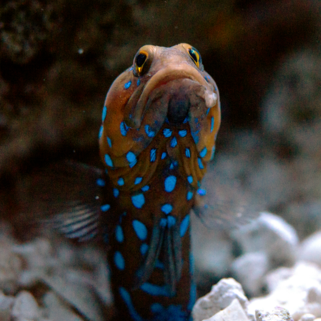 Opistognathus Rosenblatti - Blue Spotted Jawfish
