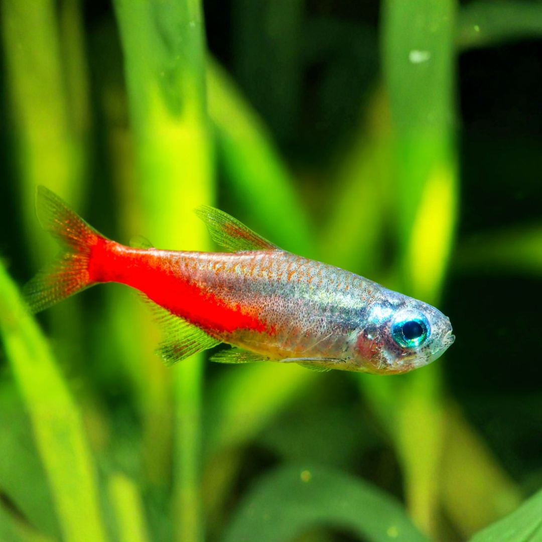 Freshwater fish from Big Fish Aquarium