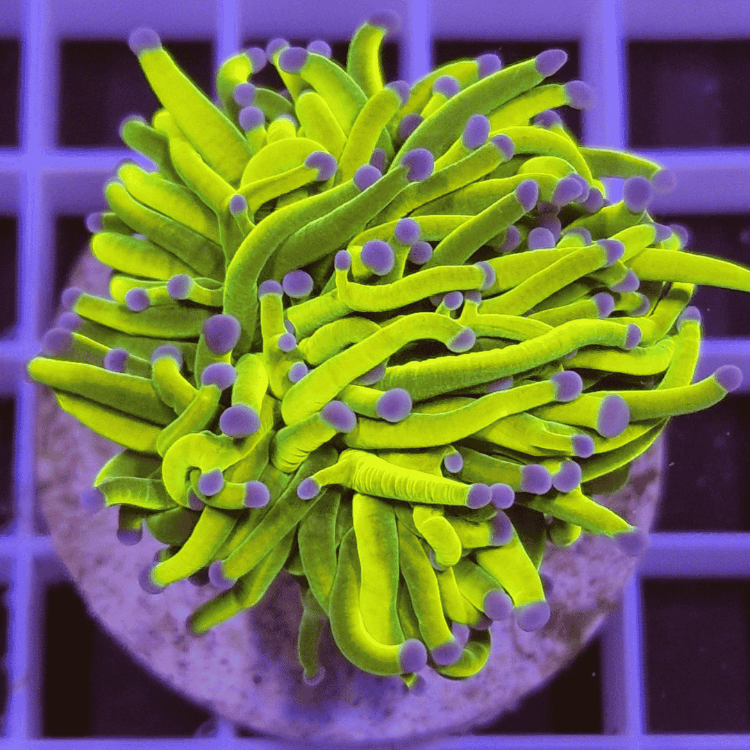 Euphyllia Glabrescens - Holy Grail Kalimantan - Price is Per Head
