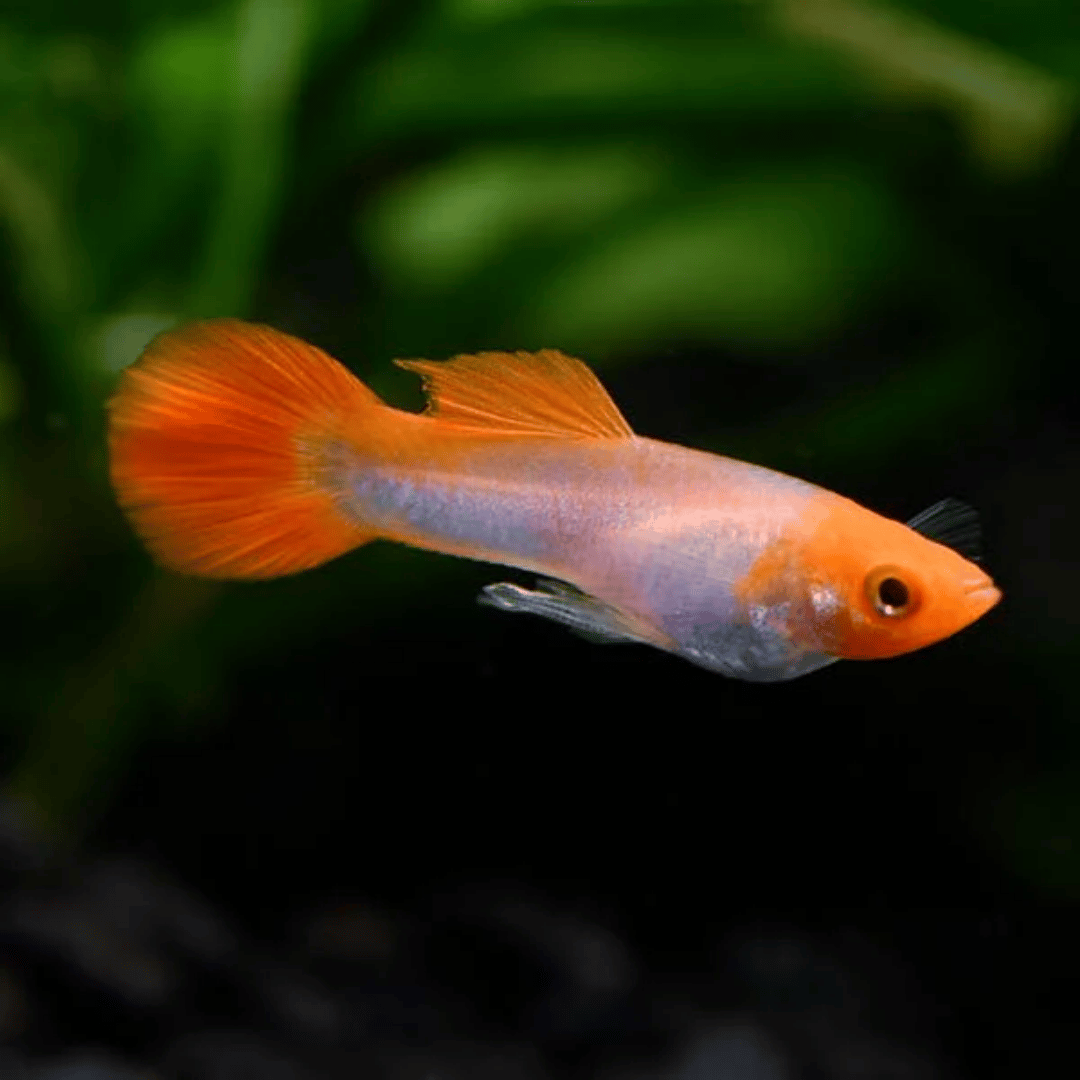 Poecilia Reticulata - Platinum Koi Kohaku Guppy