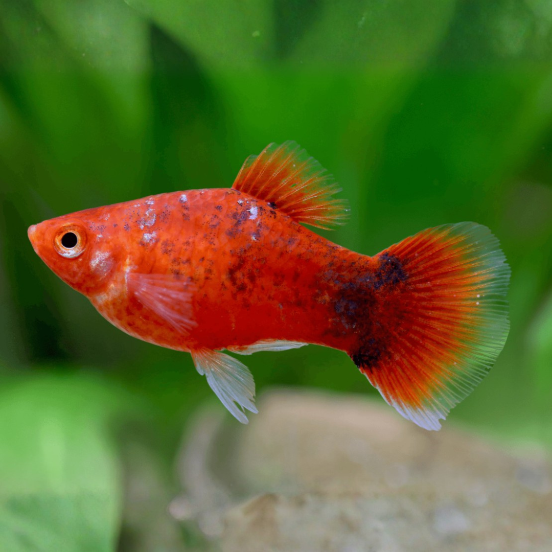 Xiphophorus Maculatus - Platy Berlin.png