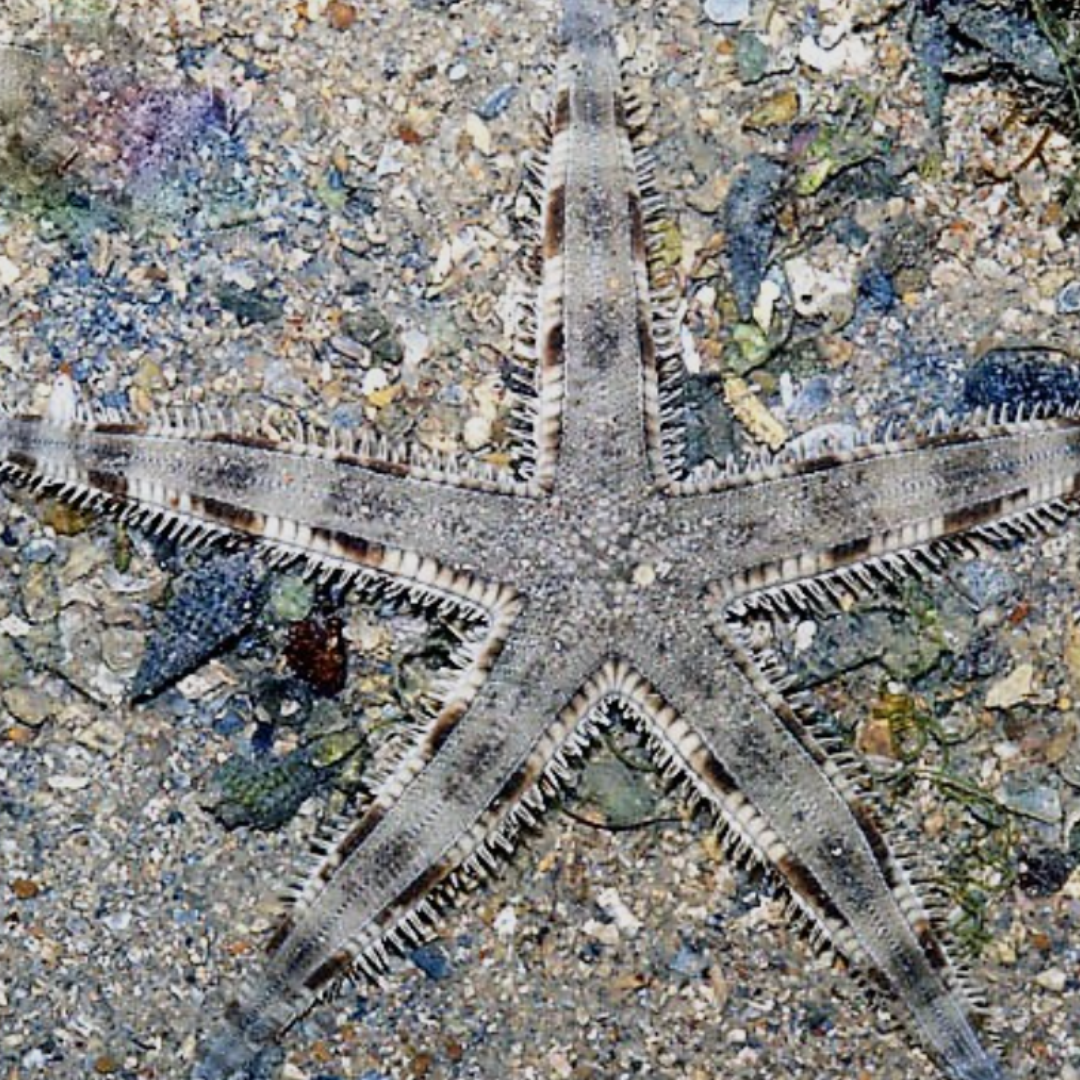 Archaster Sp. - White Sand Sifting Starfish