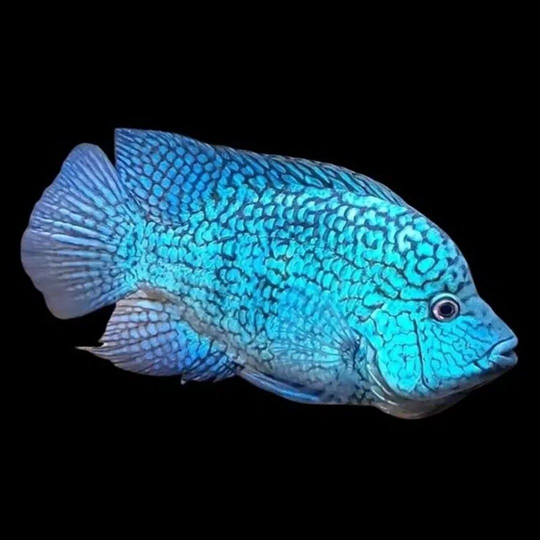Herichthys Carpintis - Texas Cichlid Escondido.jpg