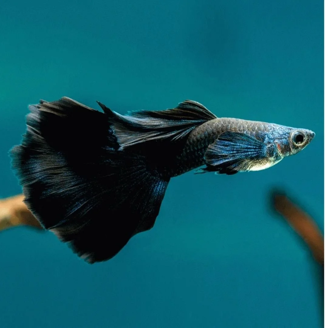 Poecilia Reticulata - Dark Night Guppy.jpg