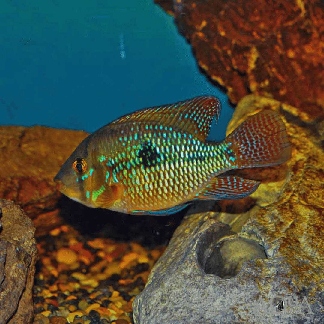 Geophagus Brasiliensis - Pearlscale Eartheater