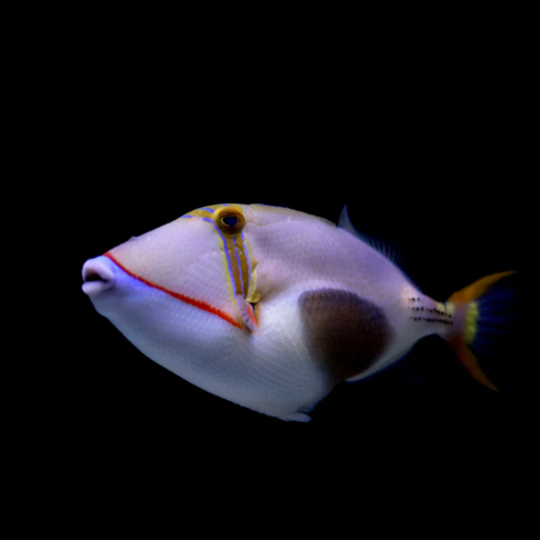 Rhinecantus Verrucosus - Bursa Trigger