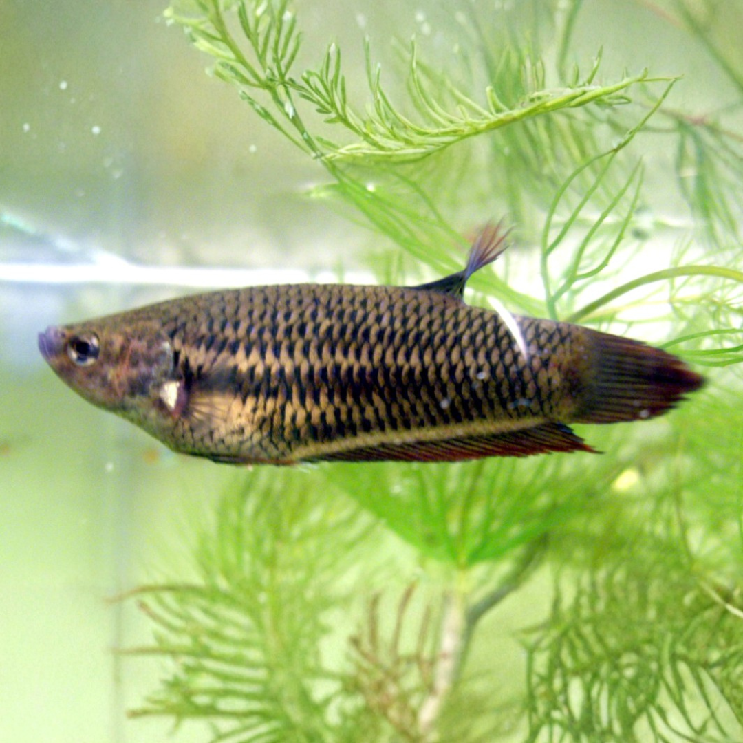 Betta Splendens - GIANT BETTA (Male)