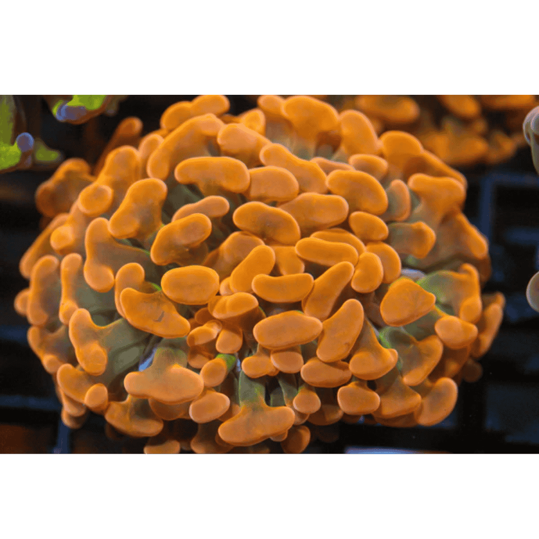 Euphyllia Paraancora - Grafted Branch Hammer