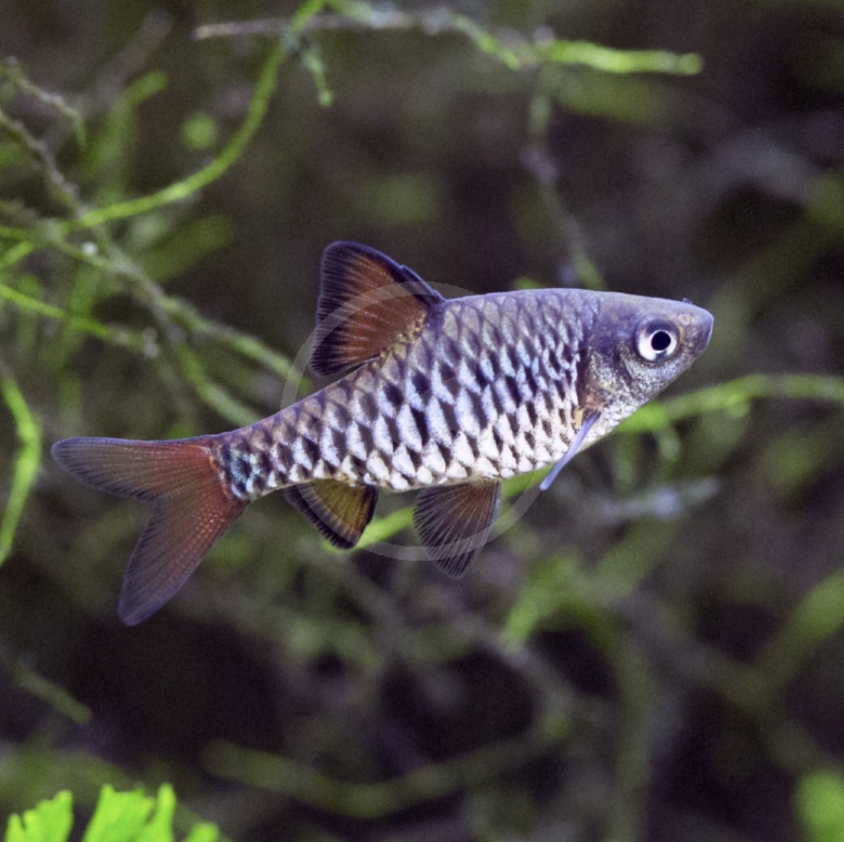 Checkerboard Barb