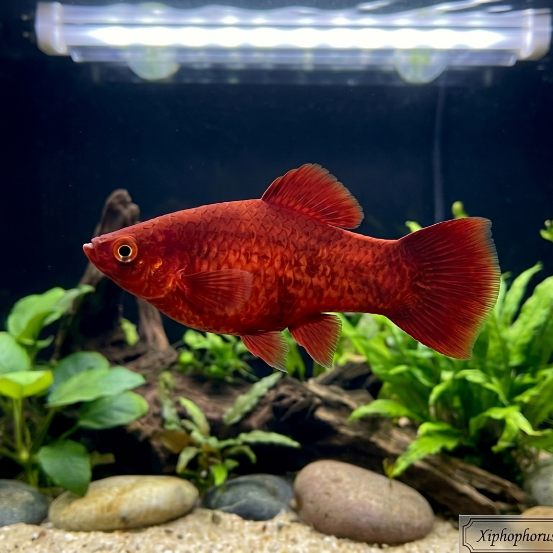 Xiphophorus Maculatus - Red Marlboro Platy