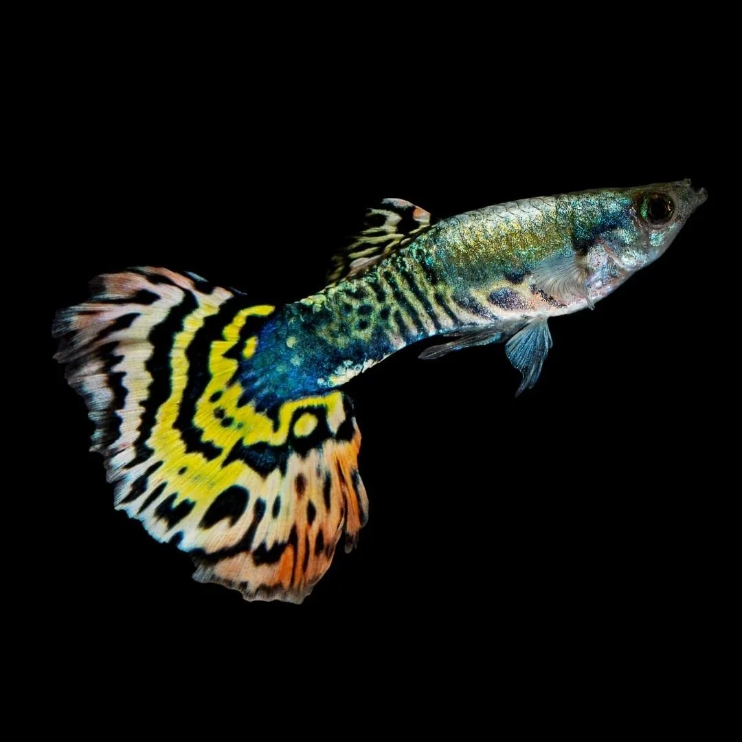 Poecilia Reticulata - Tiger Halfmoon Guppy