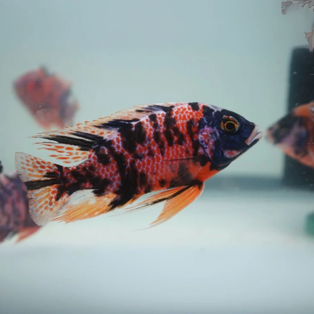 African Peacock Premium (MD)