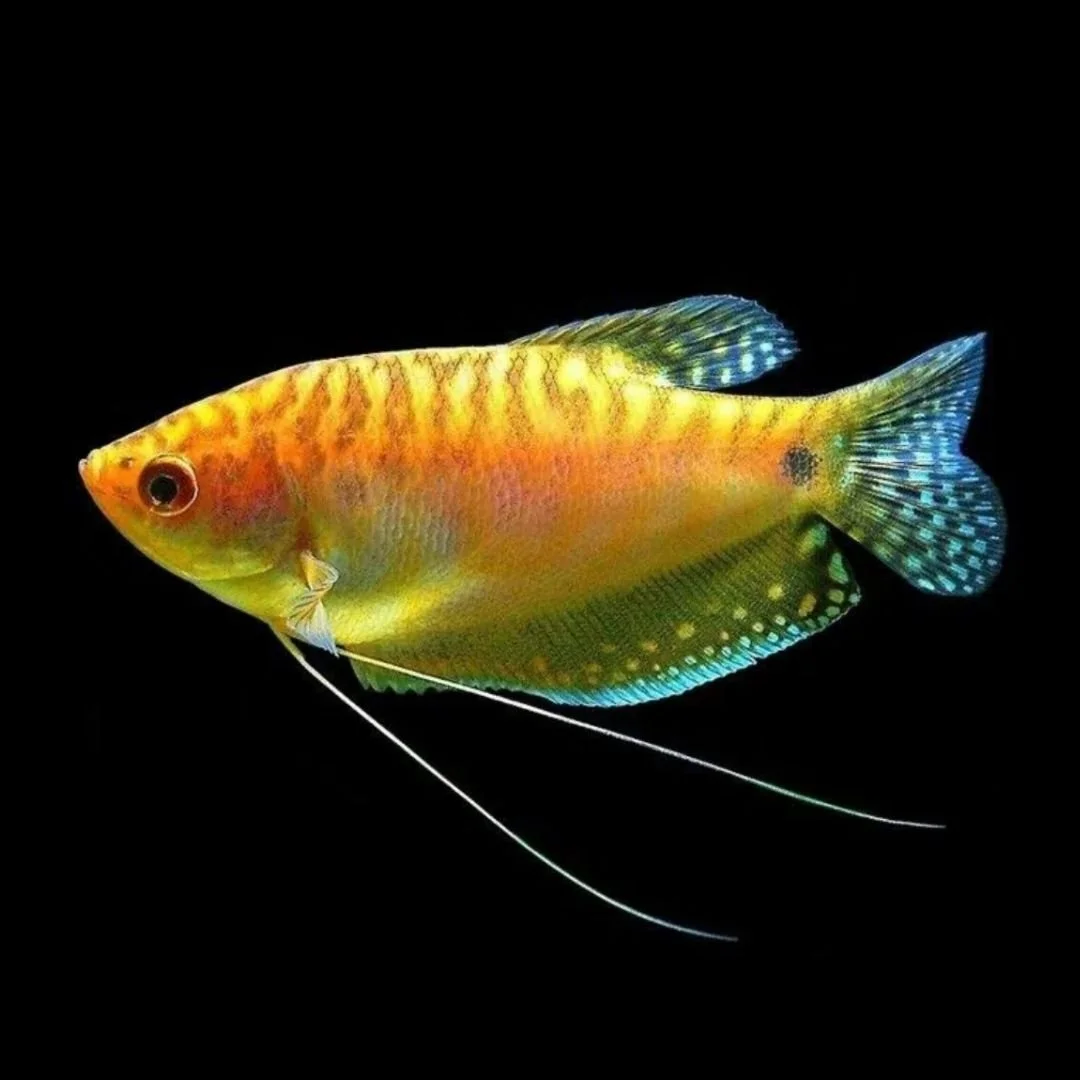 Trichogaster Trichopterus - Gold Gourami.jpg