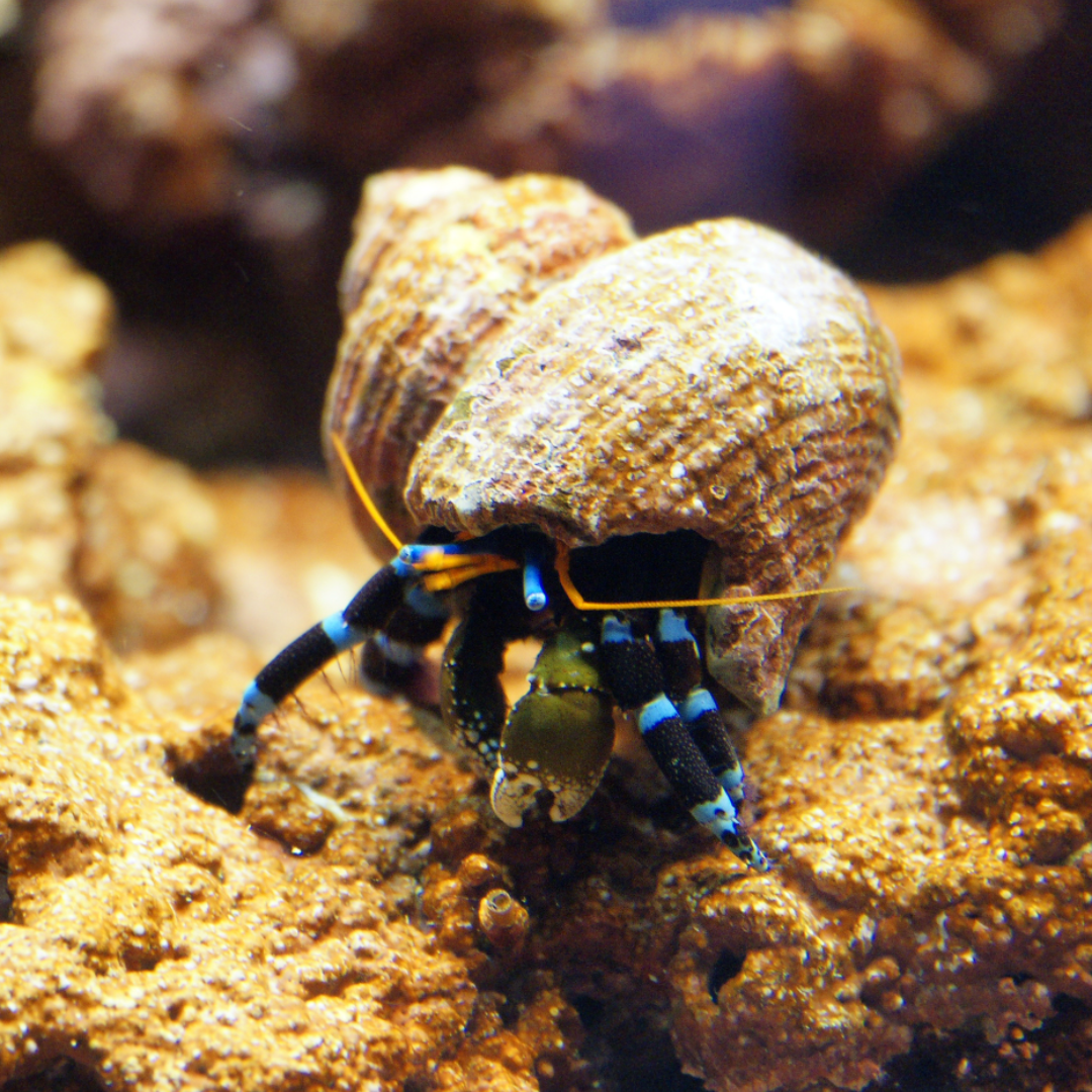 Calcinus Elegans - Electric Blue Legged Hermit Crab