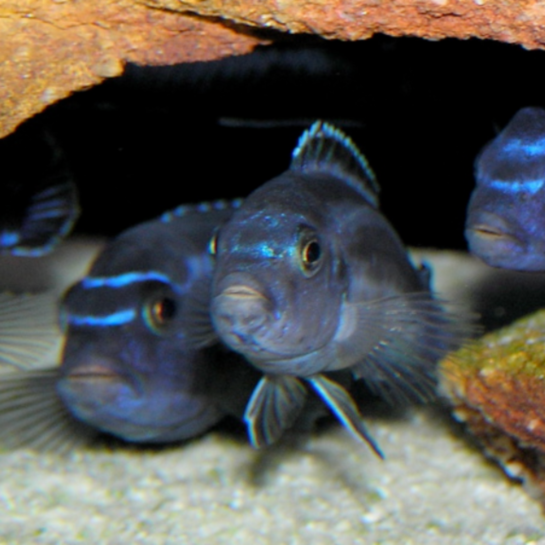 Melanochromis Cyaneorhabdos - Maingano Cichlid