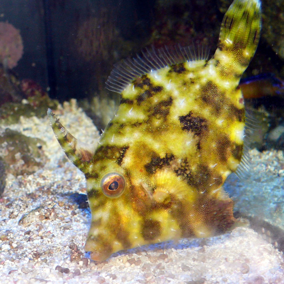 Acreichthys Tomentosus - Bristle-Tail File - Aiptasia Eater