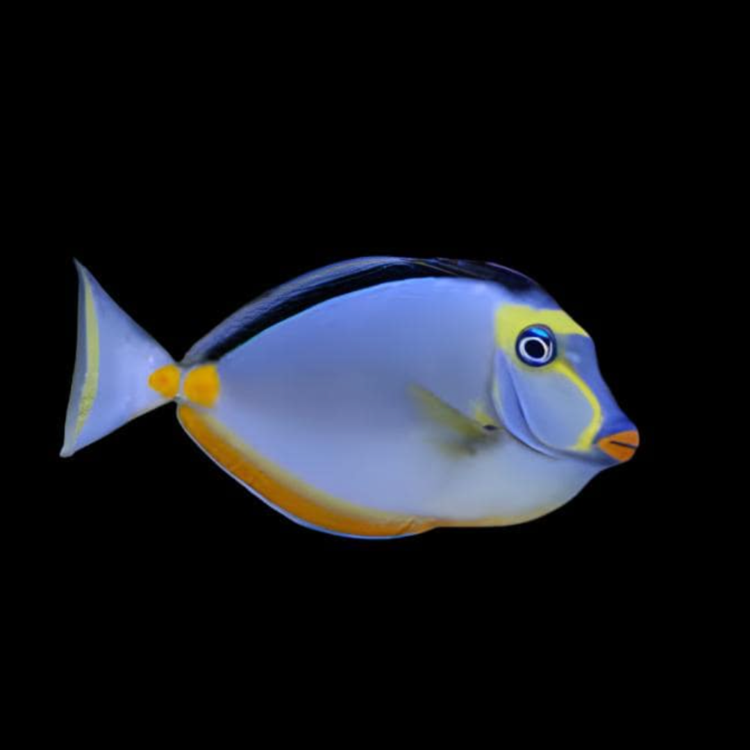 Naso Lituratus - Naso (Lipstick) Tang