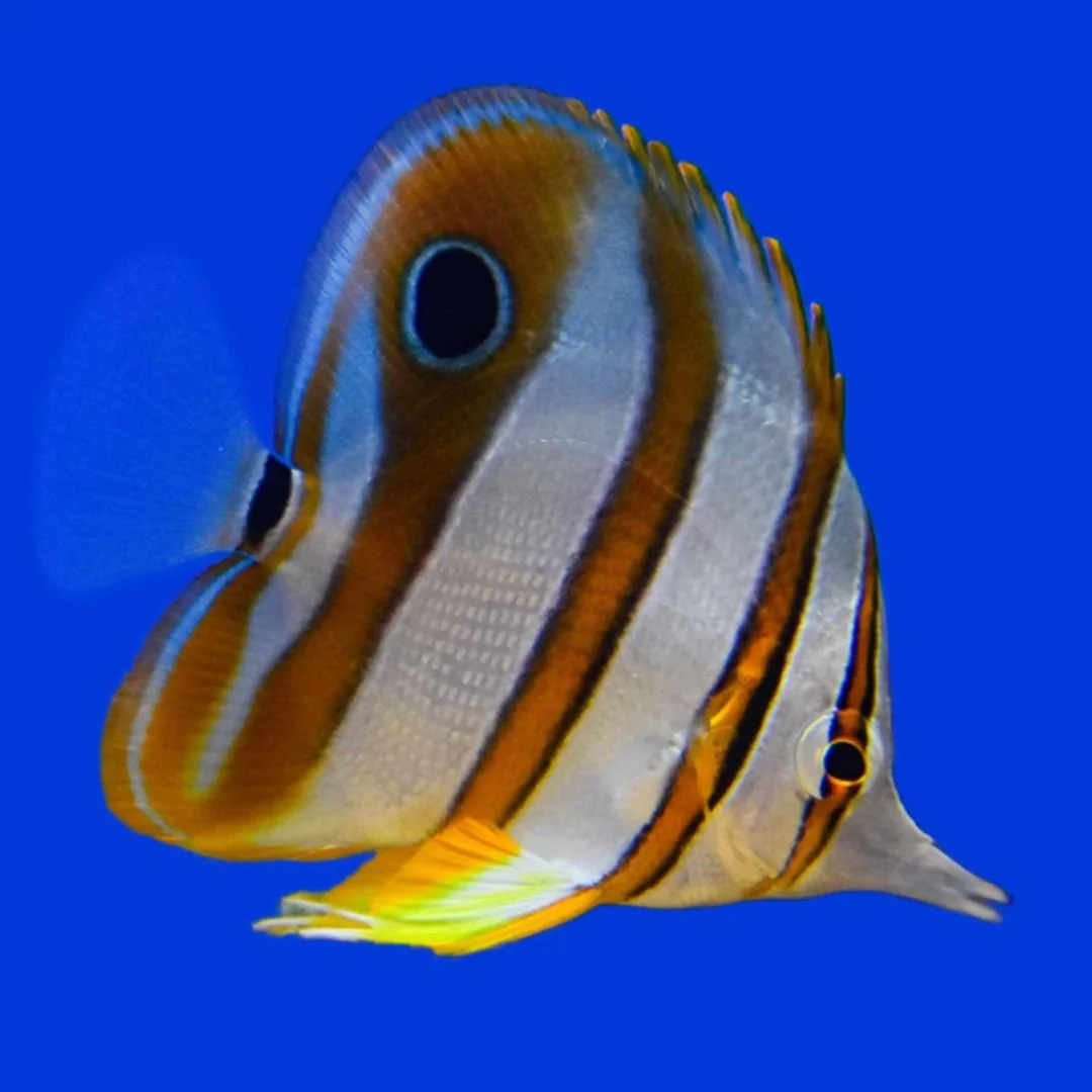 Copperband Butterfly