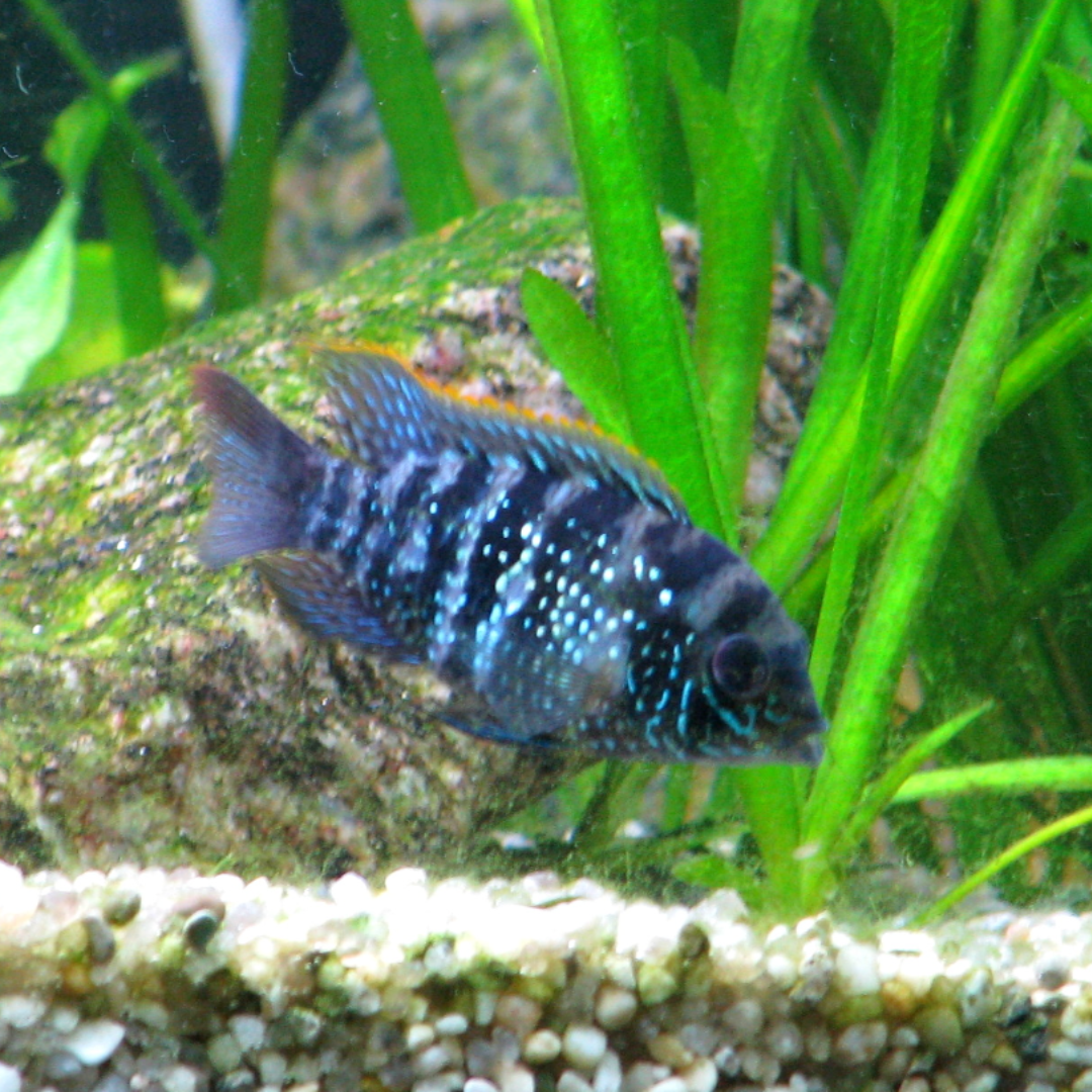 Andinoacara Pulcher - Electric Blue Acara