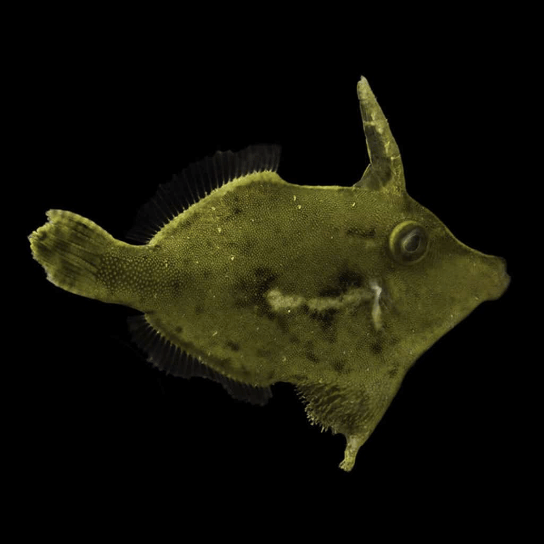Acreichthys Sp. - Green File Fish