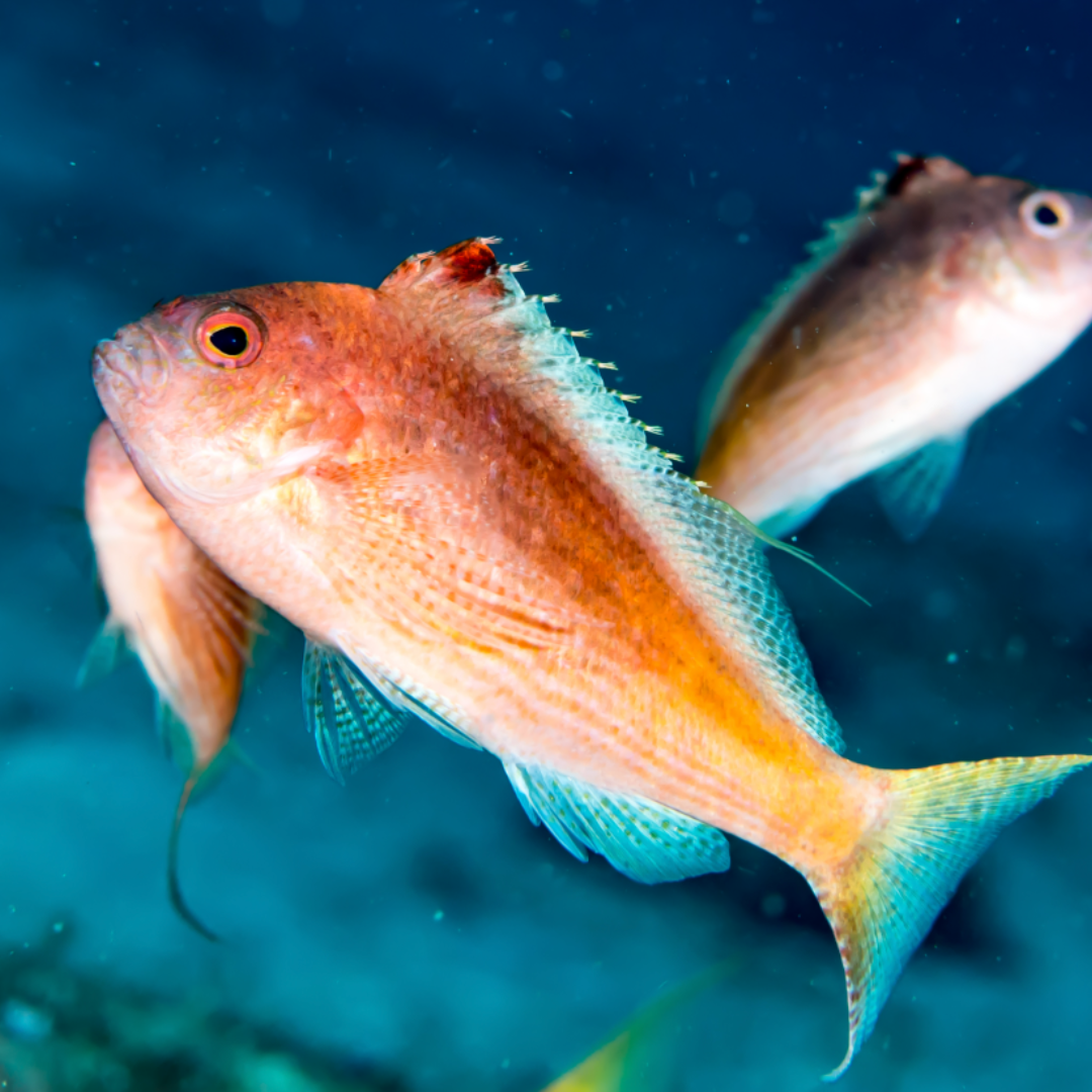 Cyprinocirrhites polyactis - Swallowtail Hawkfish.png