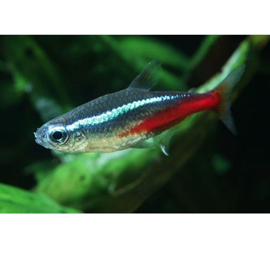 Paracheirodon Innesi - Neon Tetras