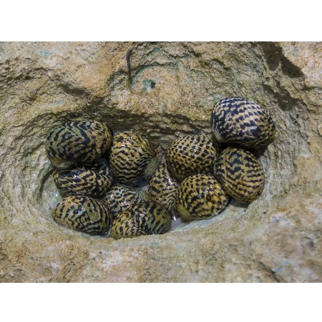 Nerita Sp. - Nerite Snails (Marine)