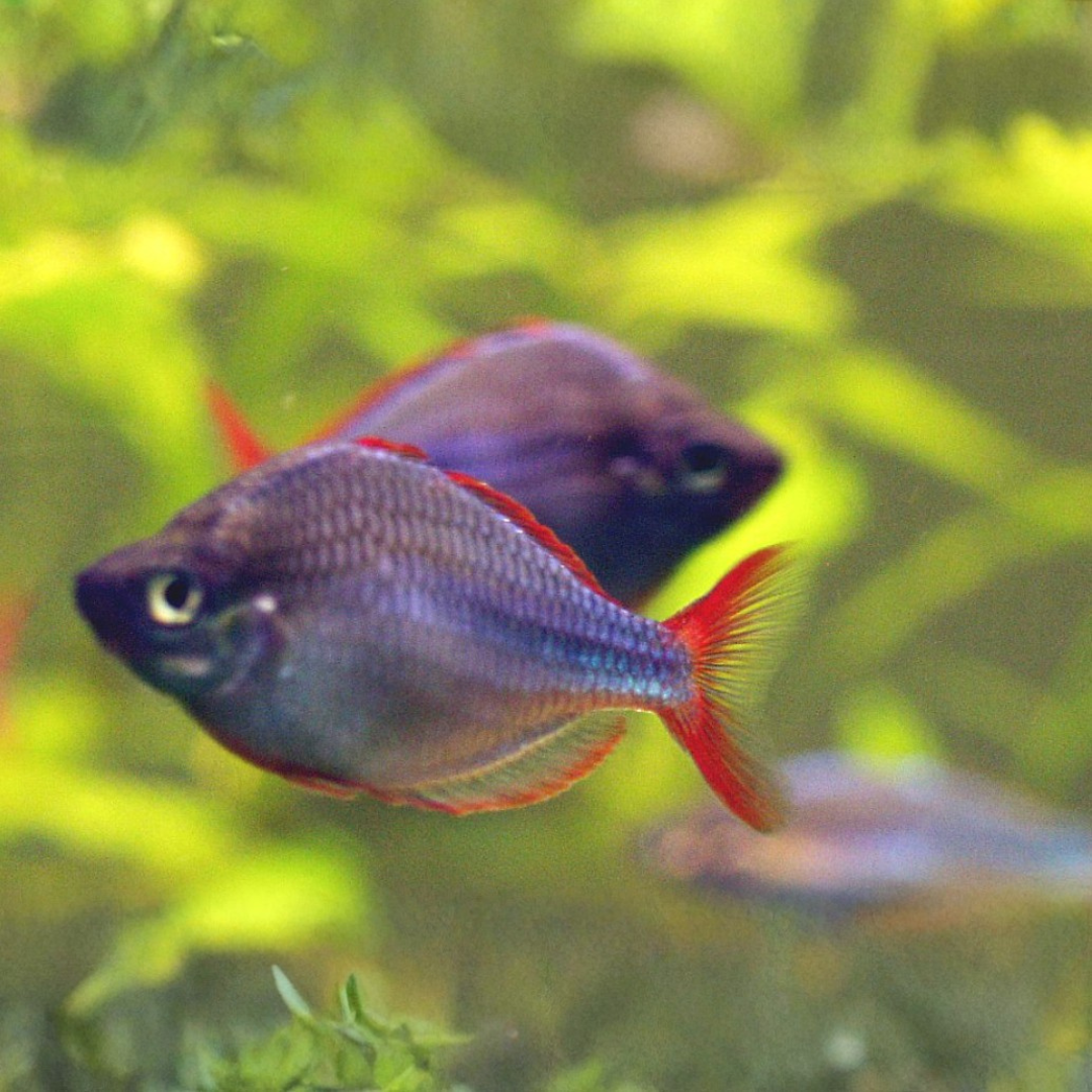 Melanotaenia Praecox - Neon Dwarf Rainbowfish