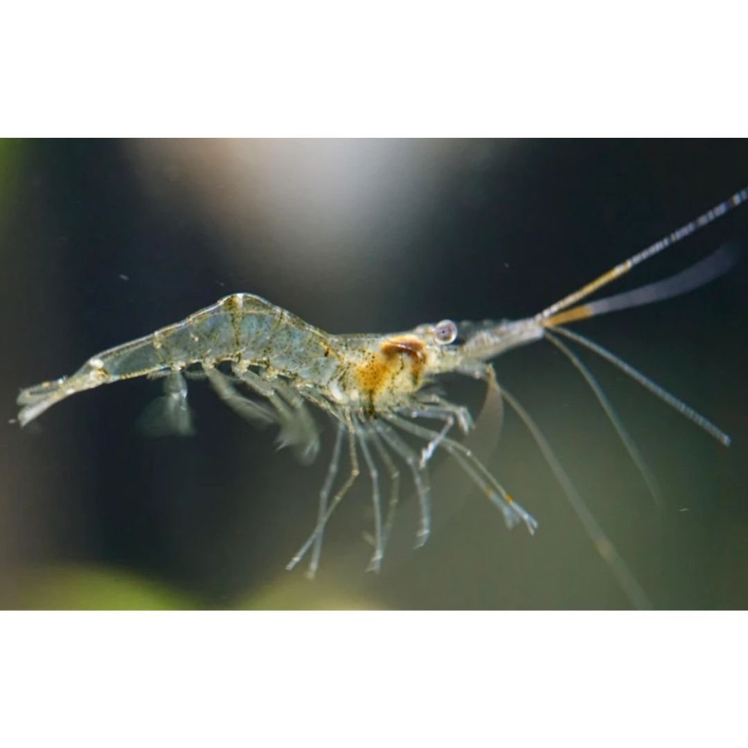 Ghost Shrimp - Feeders