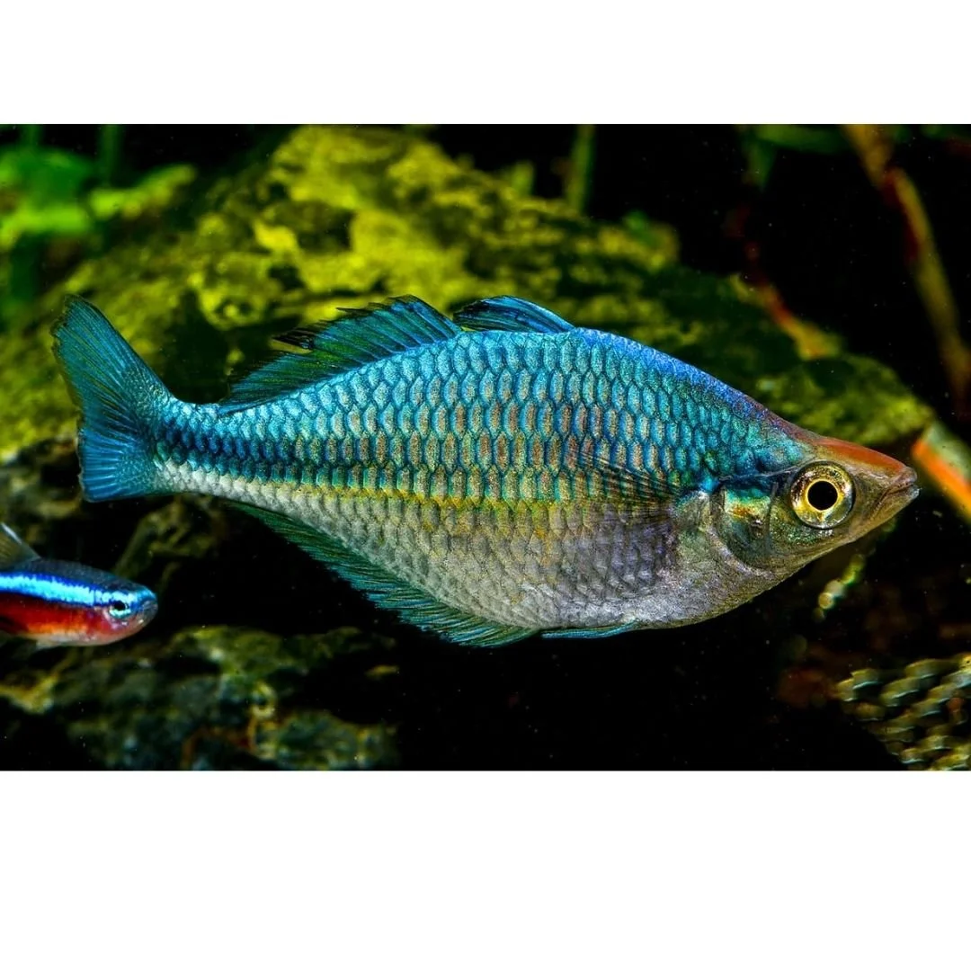 Melanotaenia Lacustris - Turquoise Rainbow