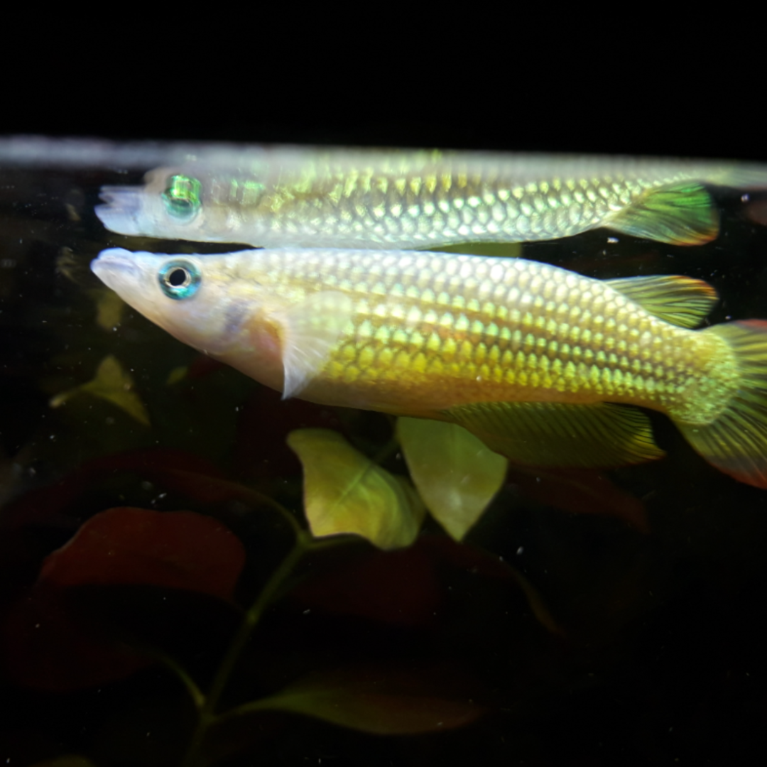 Aplocheilus Lineatus - Golden Wonder Killi
