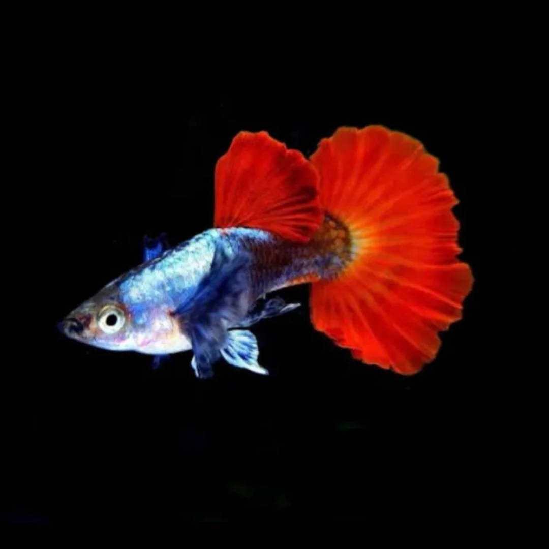 Dumbo Platinum Red Tail Guppy