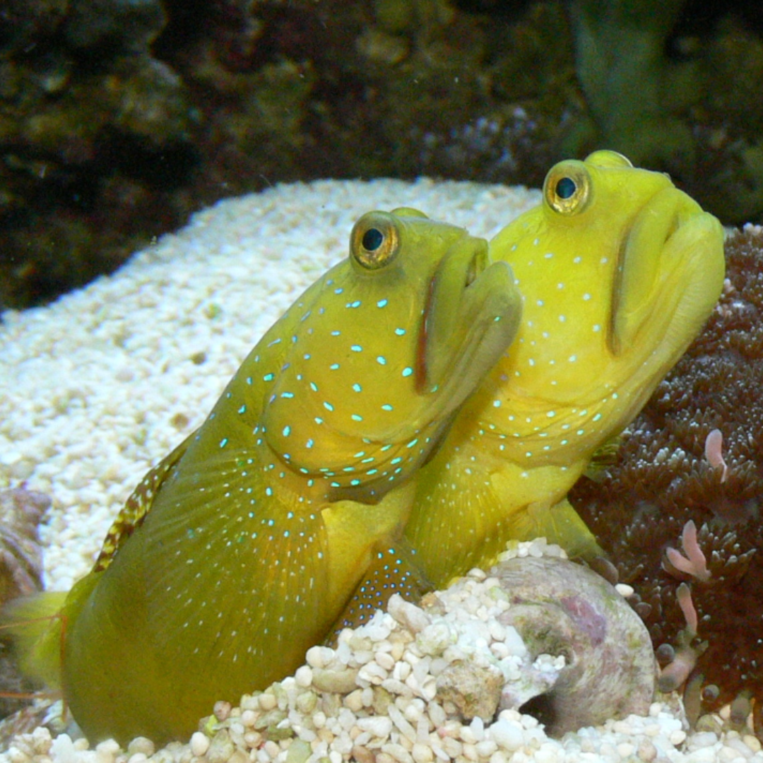 Cryptocentrus Cinctus - Yellow Watchman Goby.png
