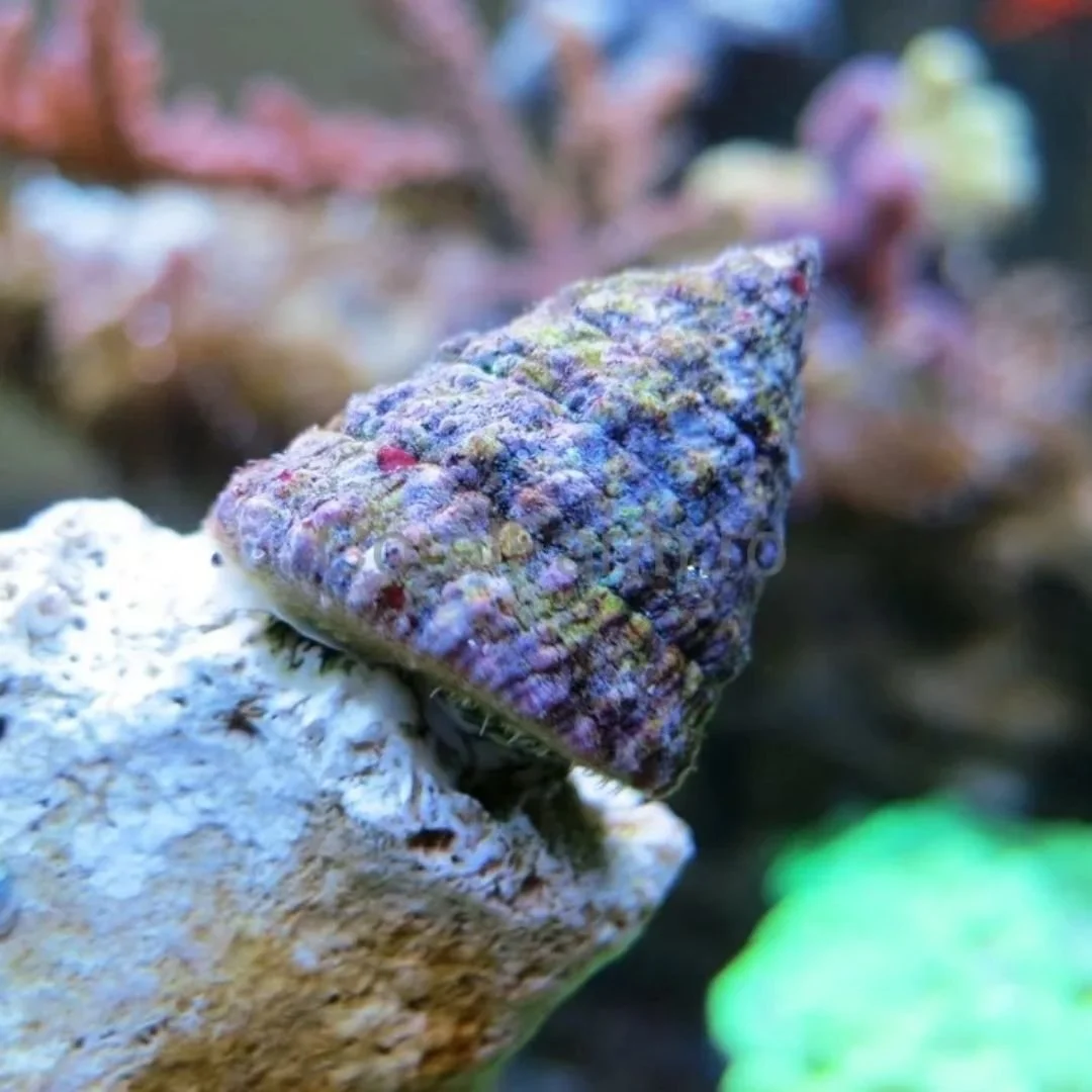 Tectus Sp. - Pyramid Turbo Snails