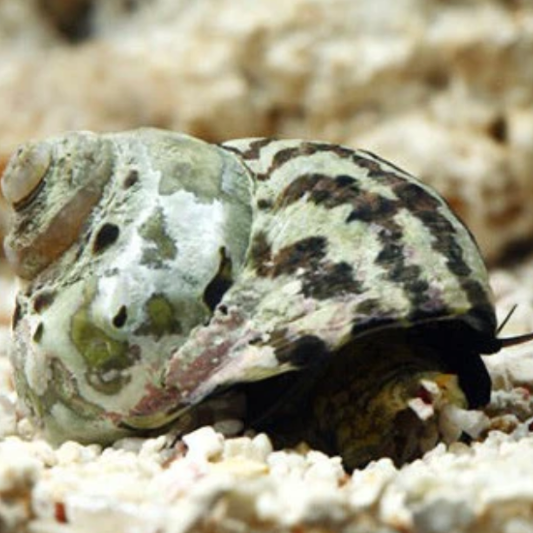 Turbo sp. - Zebra Turbo Snail