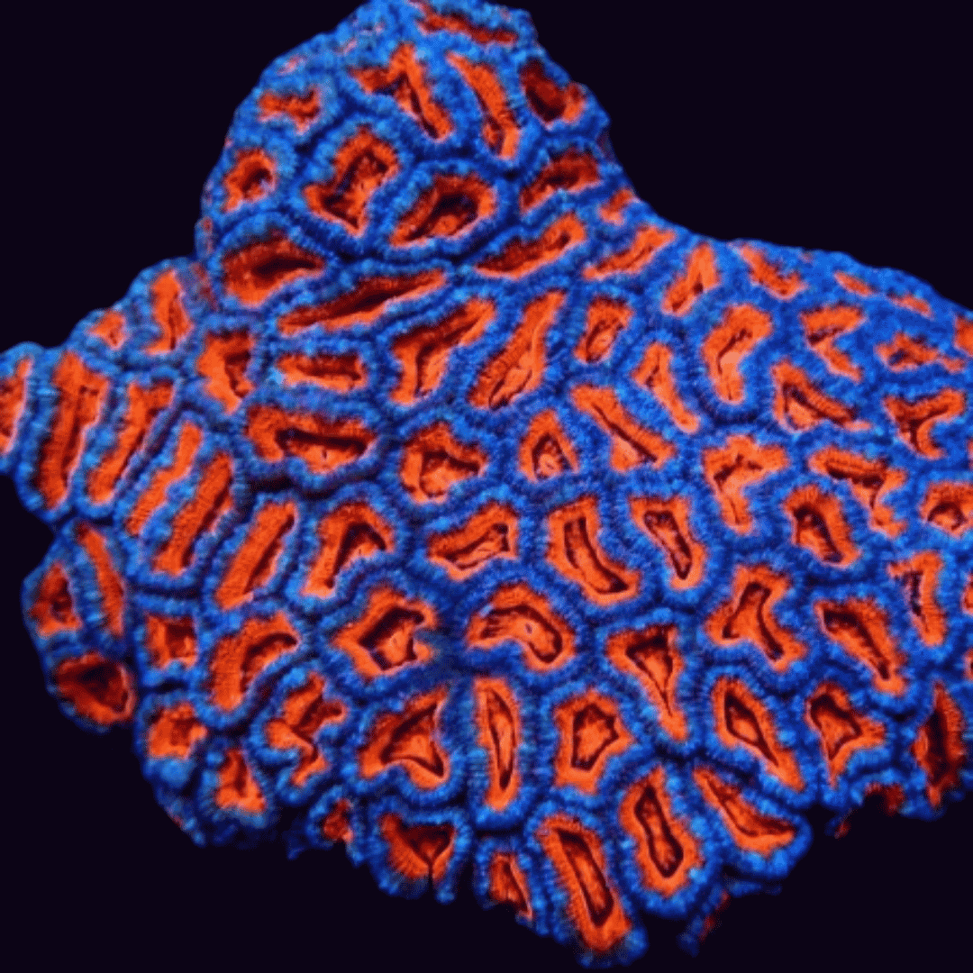 Acanthastrea Lordhowensis - Acan Lord - A Grade