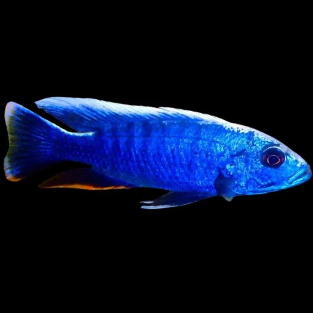 Sciaenochromis Ahli - Electric Blue Ahli