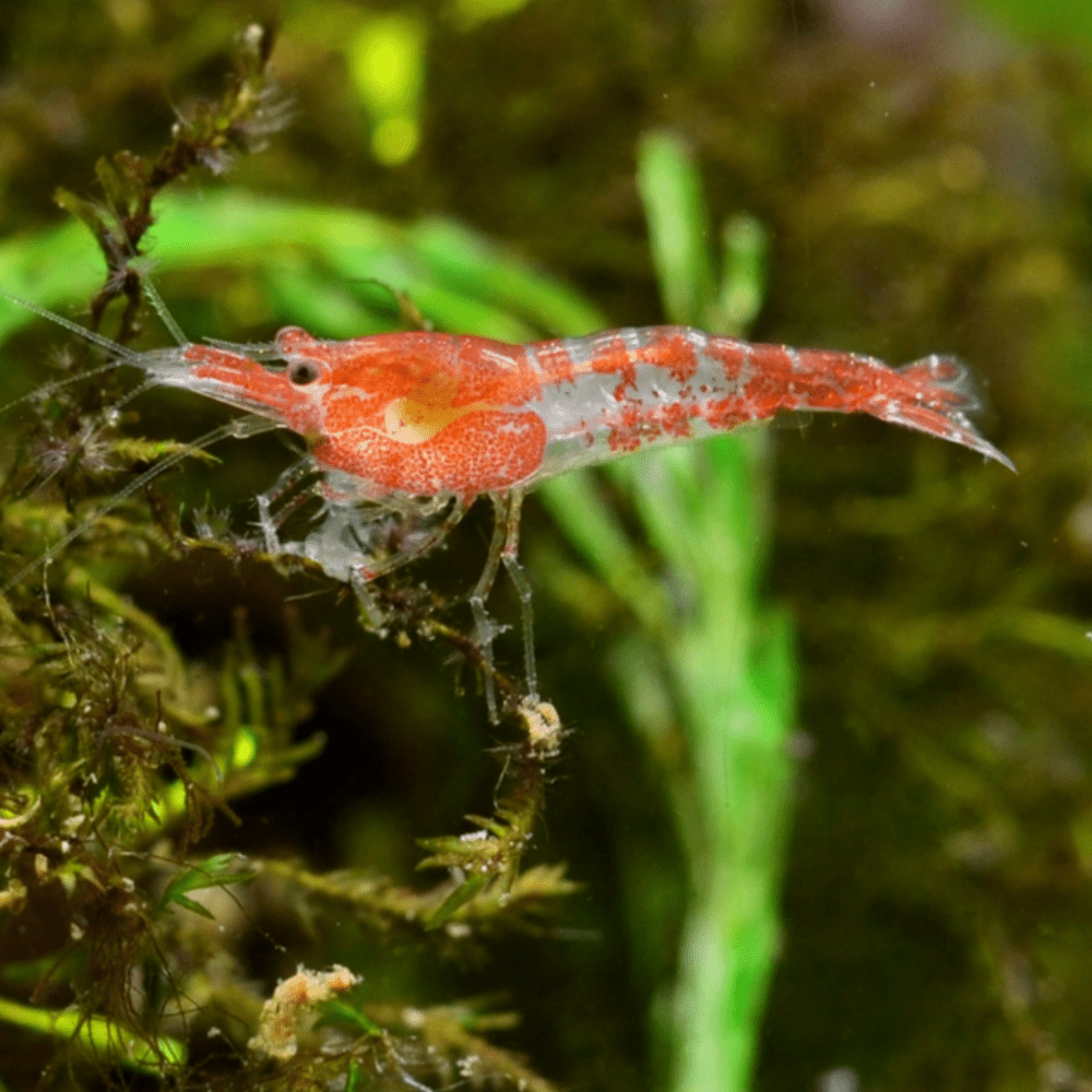 Freshwater Invertebrates | Shrimp, Snails & Crabs for Aquariums in ...