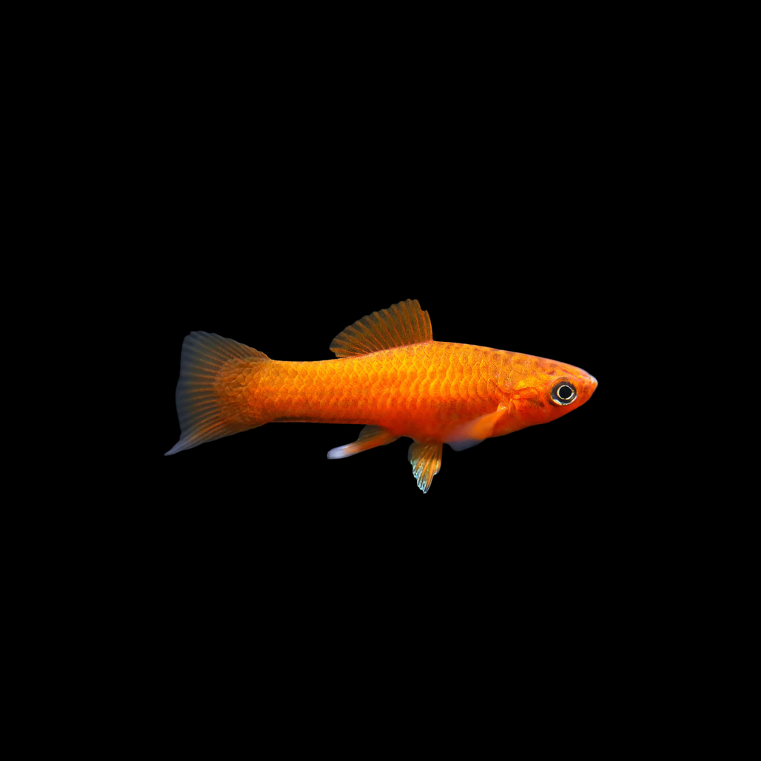 Xiphophorus Helleri - Orange Swordtail.png