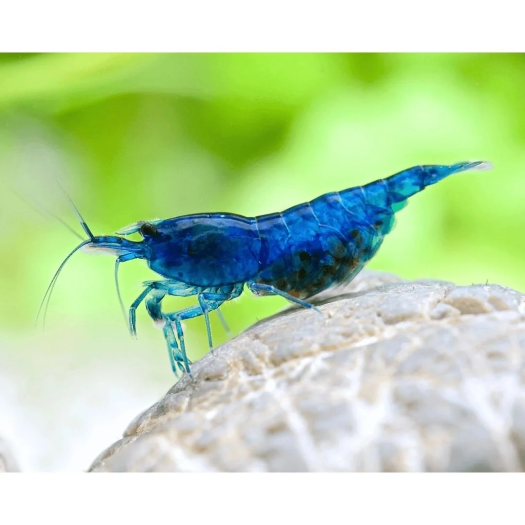 Neocaridina Sp - Blue Dream Shrimp