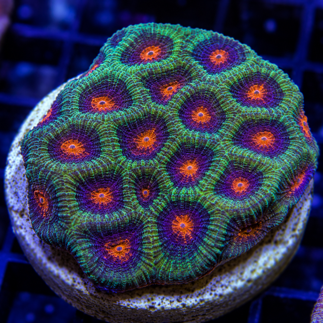 C Favia spp. - A Grade Ultra Favia