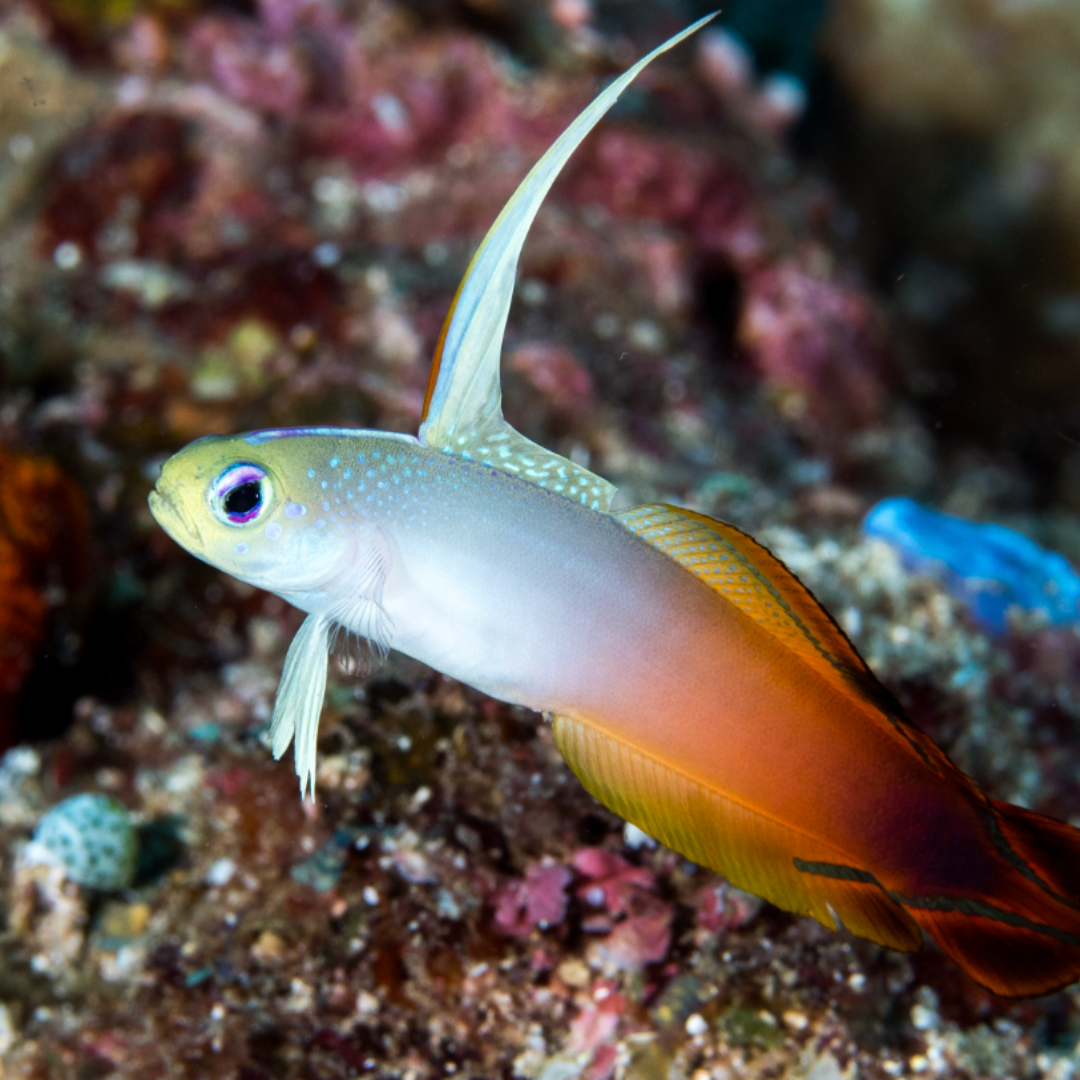 Nemateleotris Magnifica - Red Firefish Goby.png