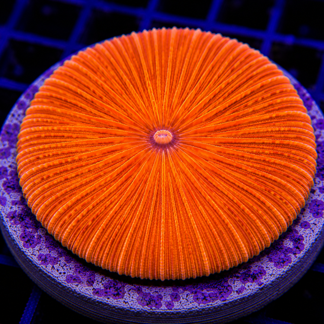 Fungia sp. - Orange - Medium
