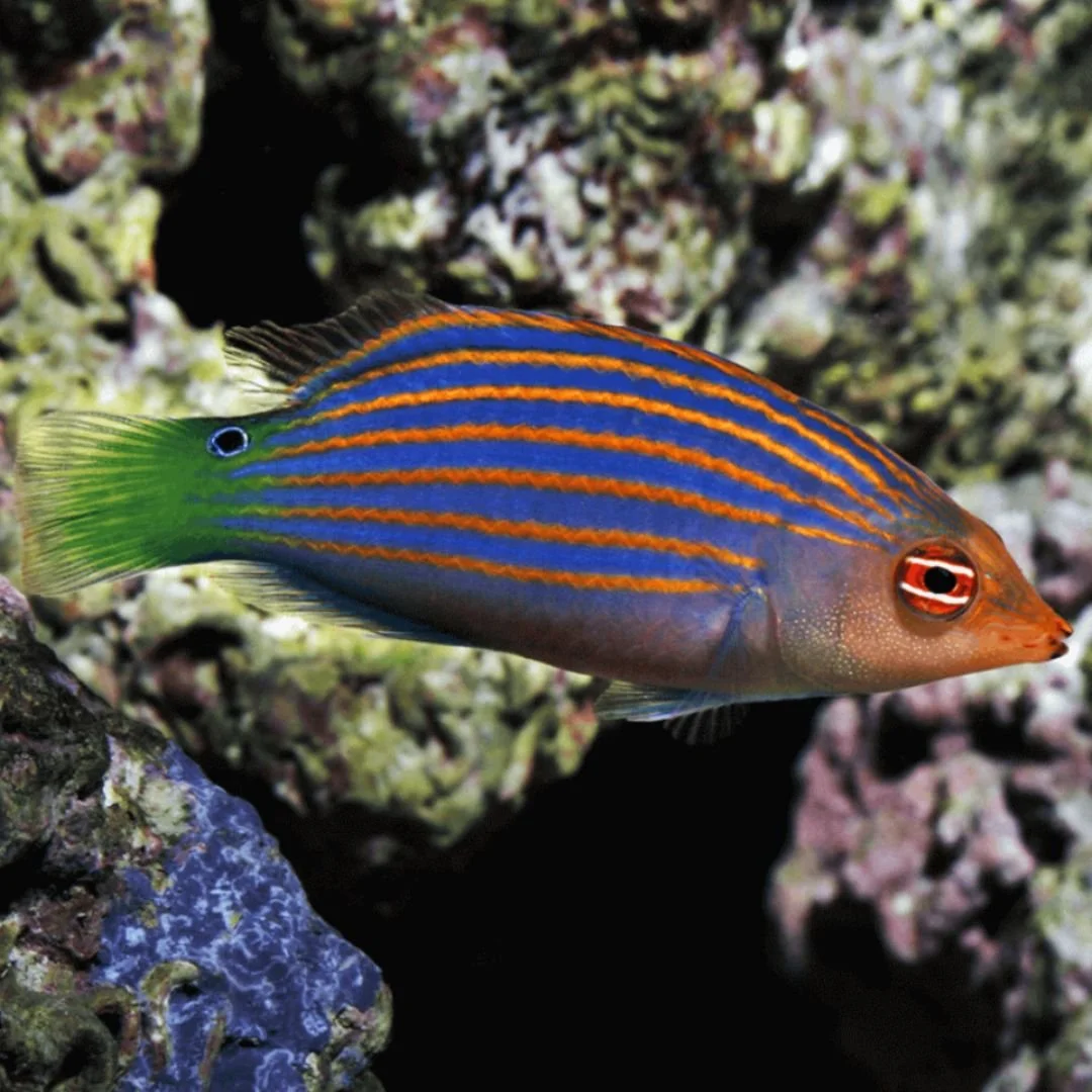 Six Lined Wrasse