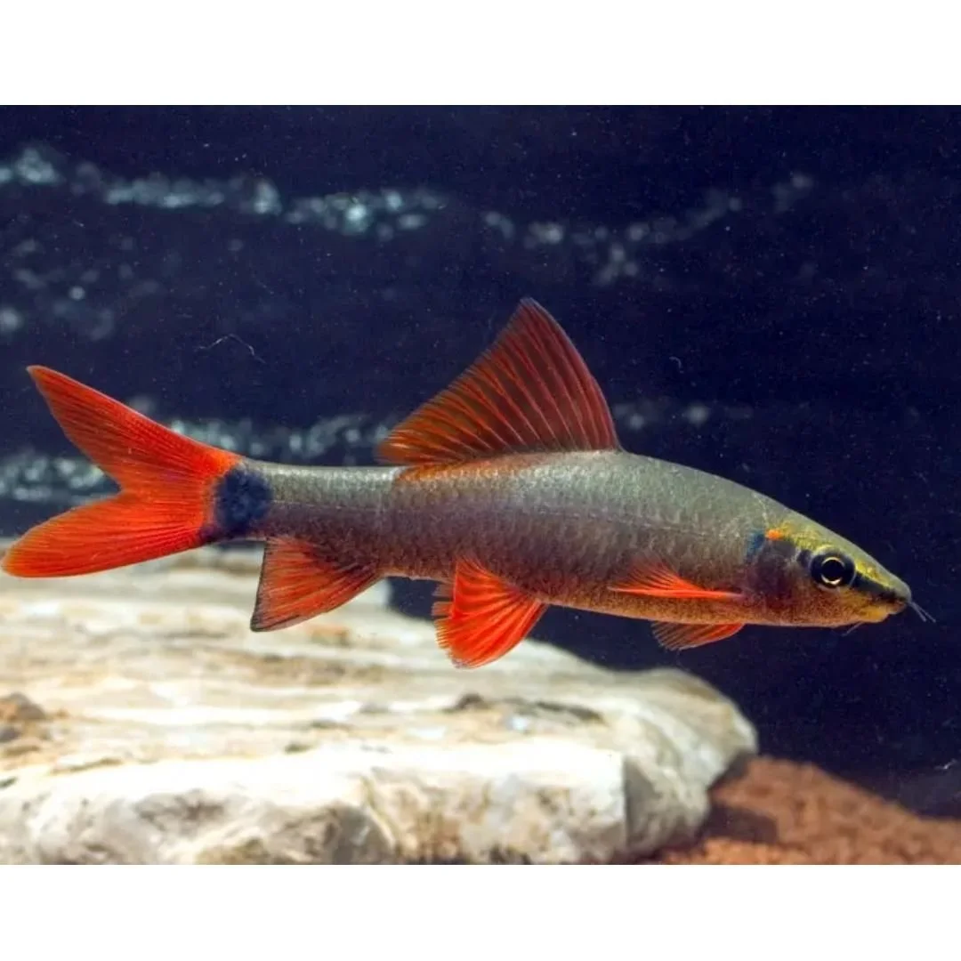 Epalzeorhynchos Erythrurus - Rainbow Shark