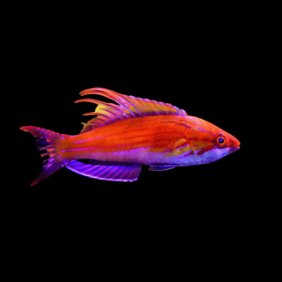 Paracheilinus Carpenteri - Carpenter Flasher Wrasse - Unsexed