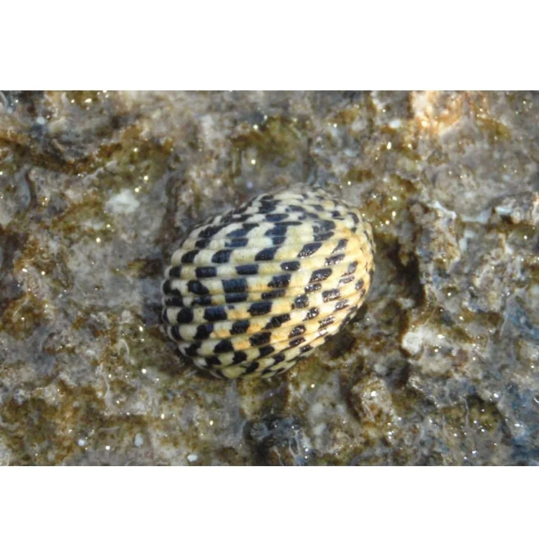 Nerita Sp. - Nerite Snails (Marine) single snail.jpg