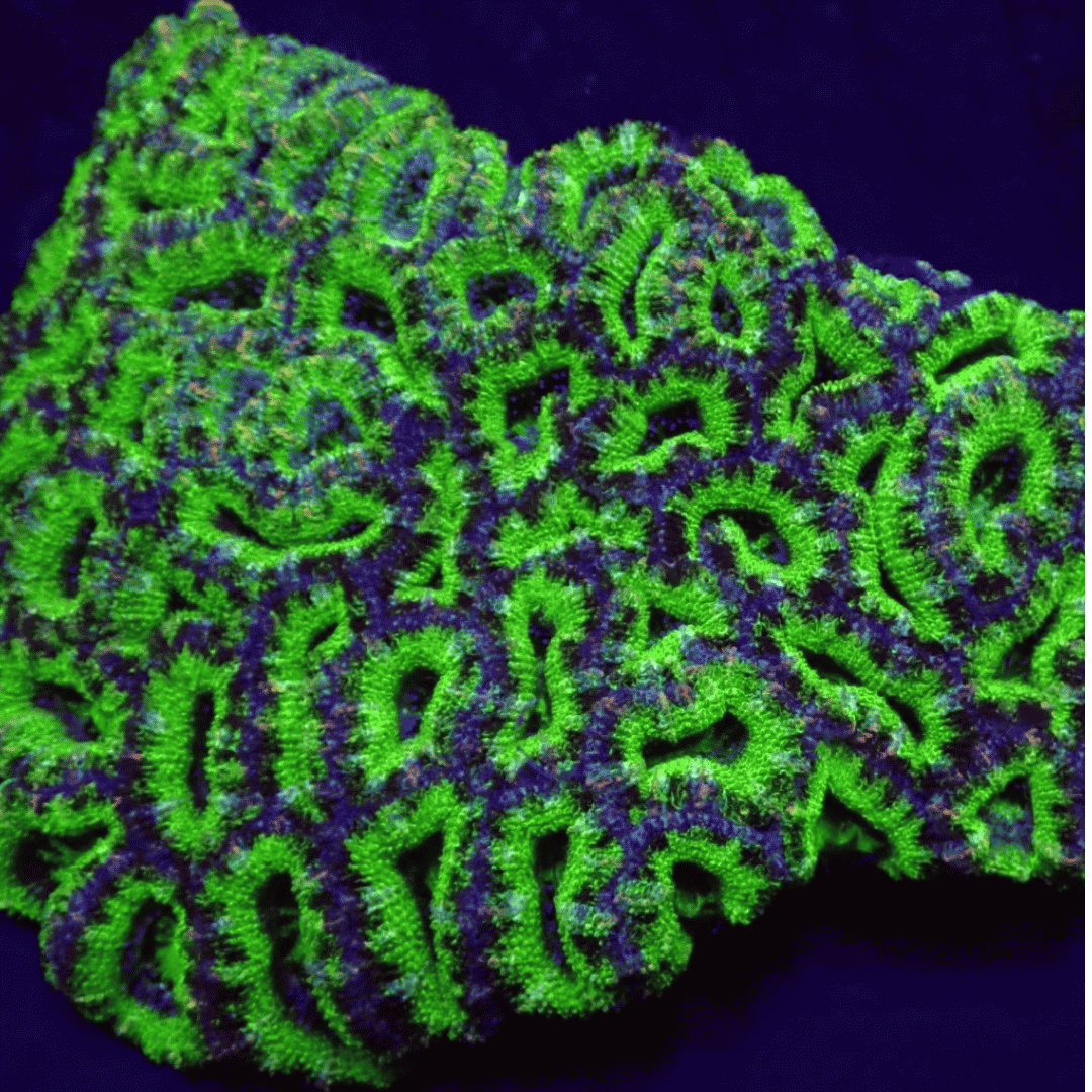 Acanthastrea Lordhowensis - Acan Lord Frag