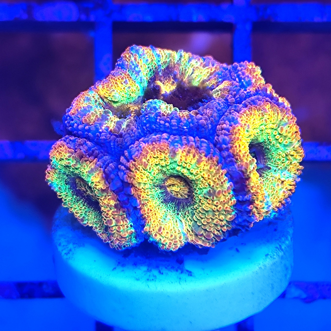 Acanthastrea Lordhowensis - Acan Lord - Rainbow