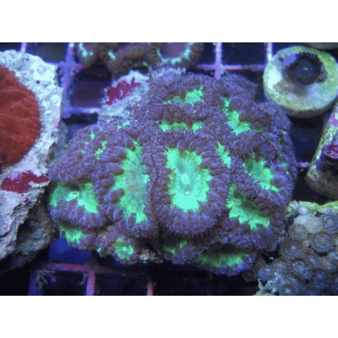 Blastomussa Wellsi - Purple and Green